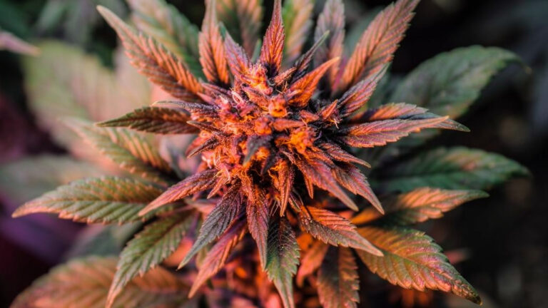 Hybrid Cannabis Explained: What Makes Hybrids So Popular