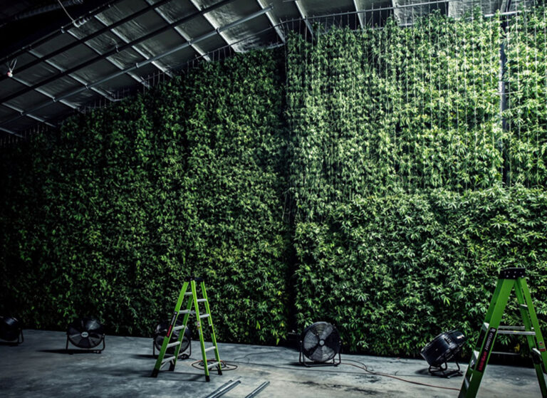 How to Cure Cannabis the Right Way