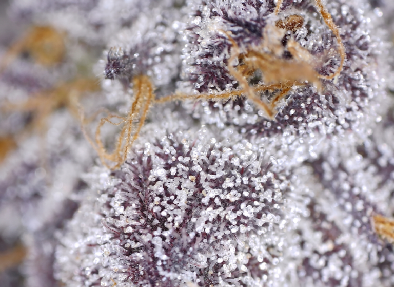 GREENS Expands the Lineup with Three New Premium Strains