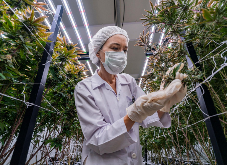 How GREENS Protects Freshness from Harvest to Packaging