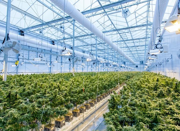 Our Brand Story: The GREENS Seed to Shelf Journey