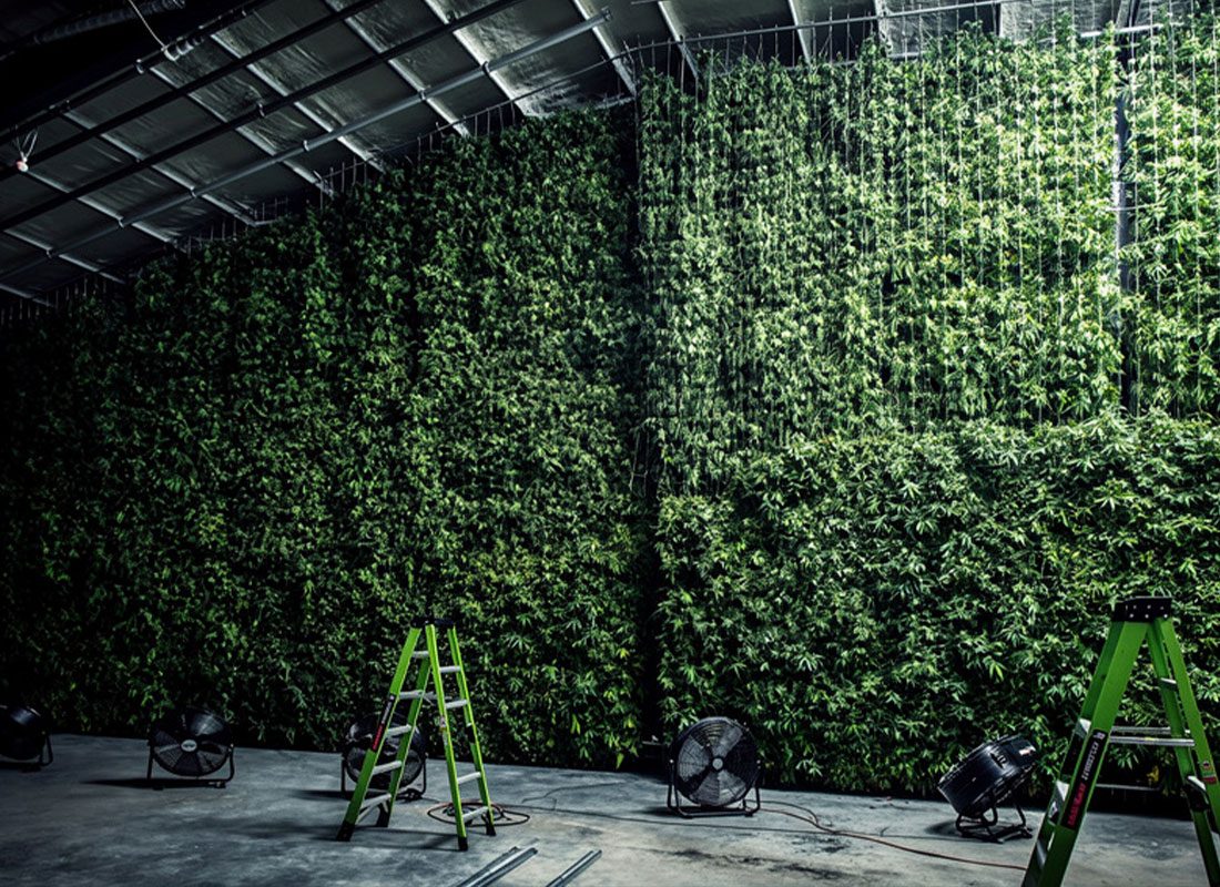 GREENS-How-to-Cure-Cannabis-the-Right-Way