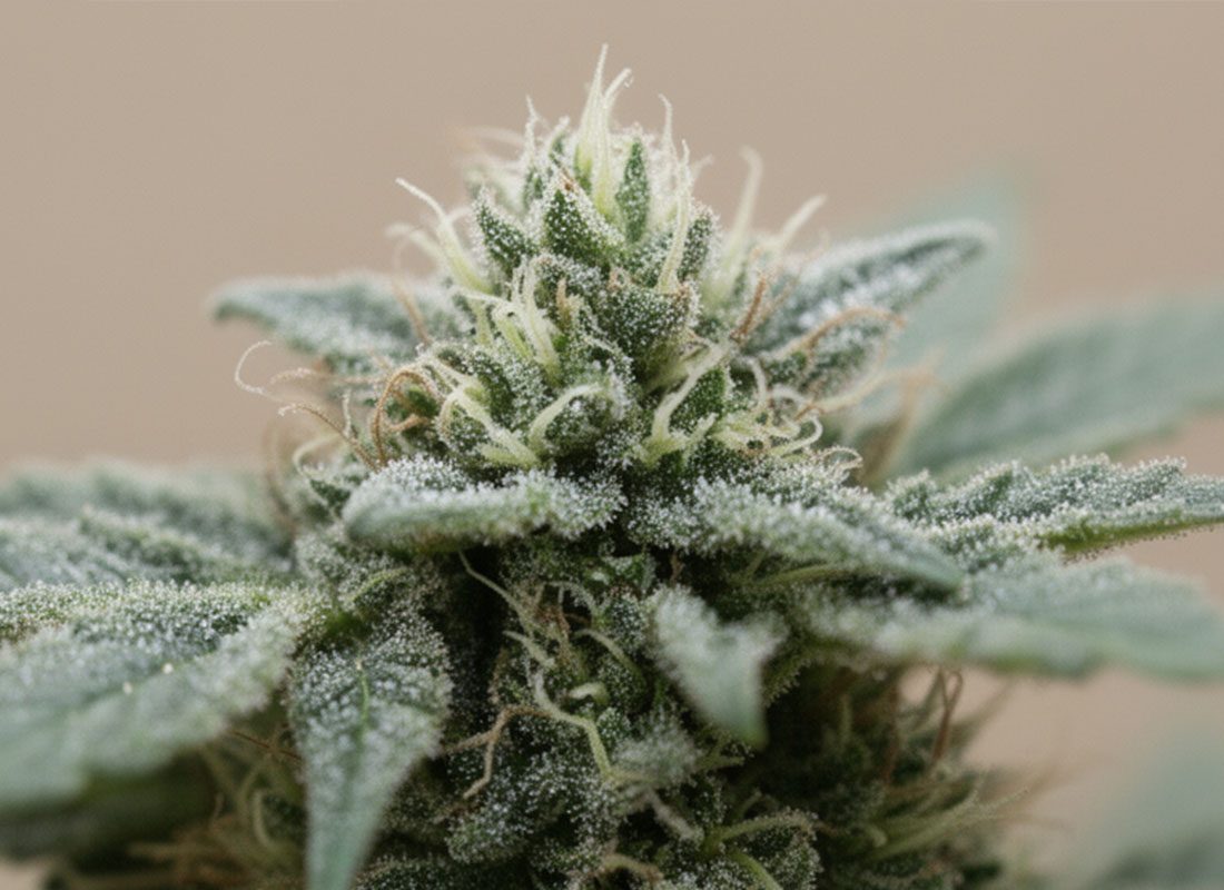 GREENS-Potency,-Terpenes,-and-Flavor